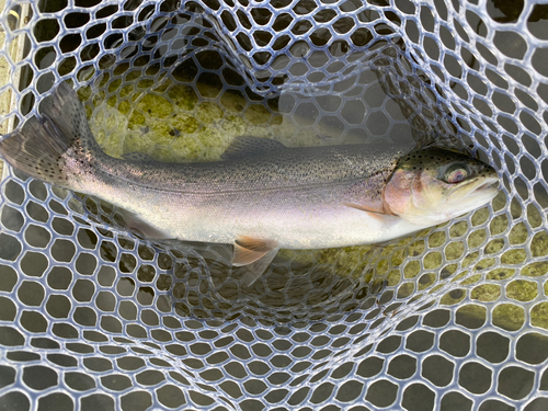 ニジマスの釣果