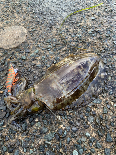 アオリイカの釣果