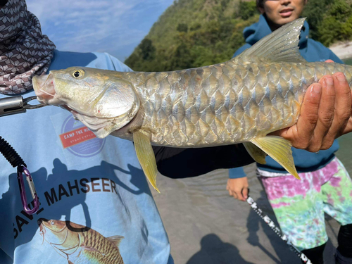 ニゴイの釣果