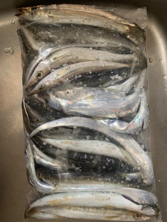 カマスの釣果