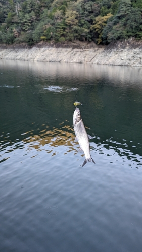 ハスの釣果