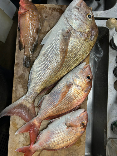 タイの釣果