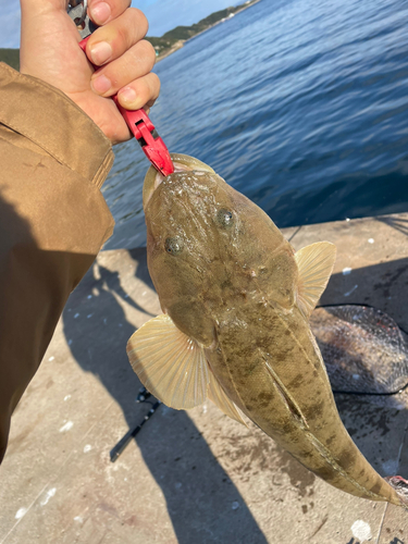 マゴチの釣果