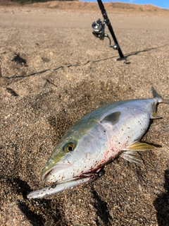 ワラサの釣果