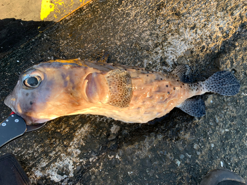 イシガキフグの釣果