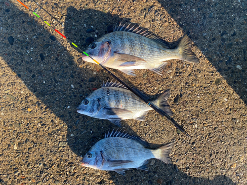 チヌの釣果