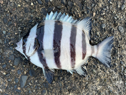 シマダイの釣果