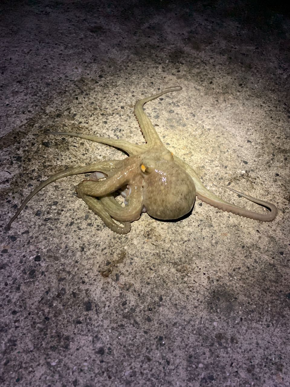 ハマチ