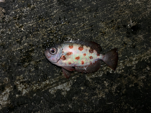 ゴマヒレキントキの釣果