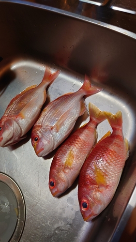 レンコダイの釣果