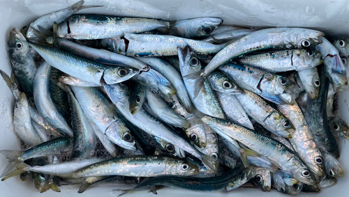 イワシの釣果