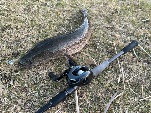 タイワンドジョウの釣果