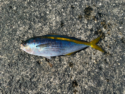 タカベの釣果