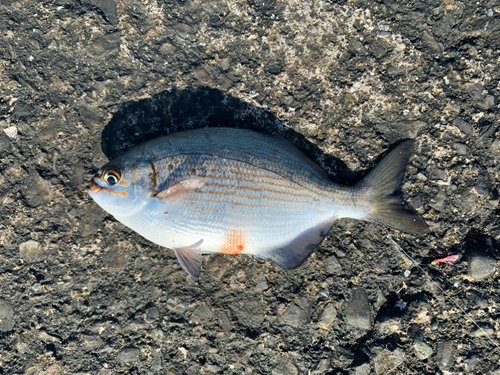 イスズミの釣果