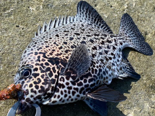 イシガキダイの釣果