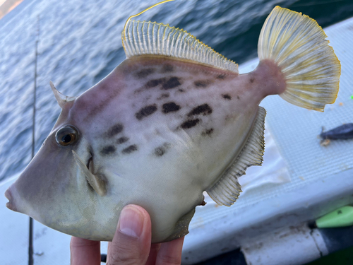 カワハギの釣果