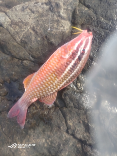 オキナヒメジの釣果