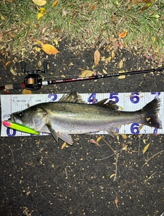 シーバスの釣果