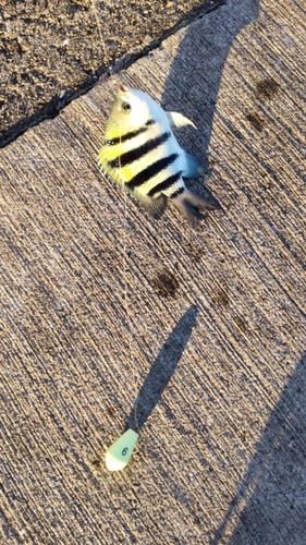 スズメダイの釣果