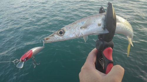 アカカマスの釣果