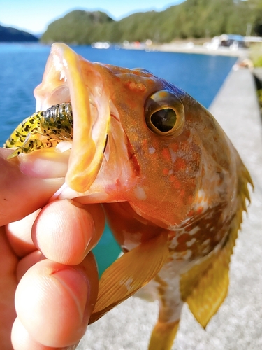 キジハタの釣果