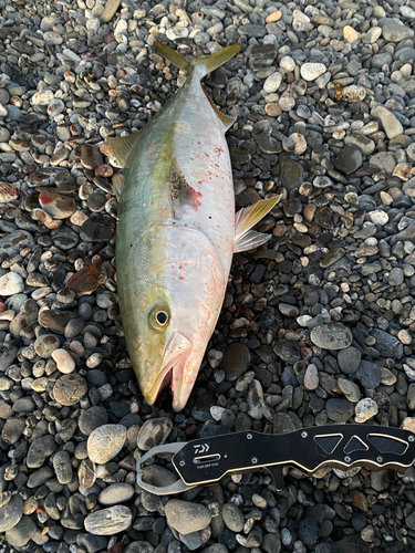 ワラサの釣果