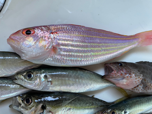 イトヨリダイの釣果