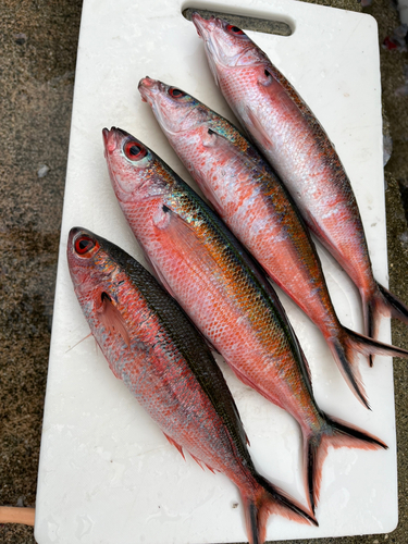 クマササハナムロの釣果