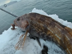 アイナメの釣果