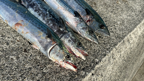 サゴシの釣果