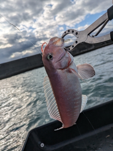 シロアマダイの釣果