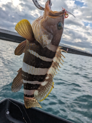 アオハタの釣果