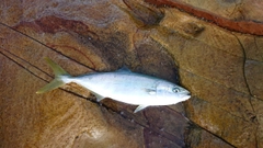 ツバスの釣果