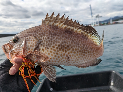 オオモンハタの釣果