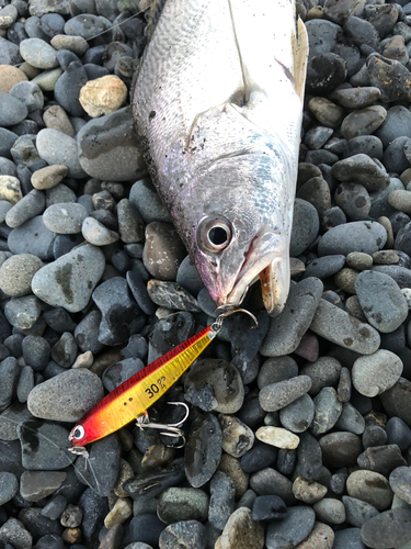 ニベの釣果