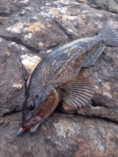 アイナメの釣果