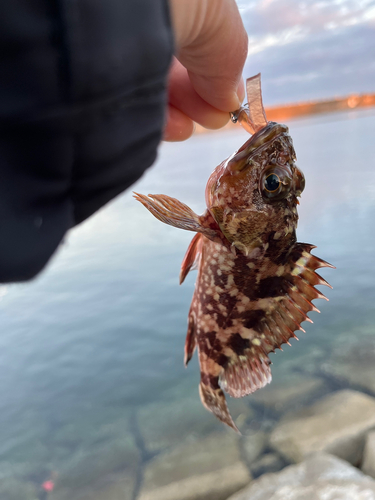 カサゴの釣果