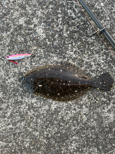 ヒラメの釣果