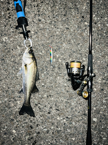 シーバスの釣果