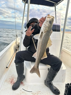 シーバスの釣果