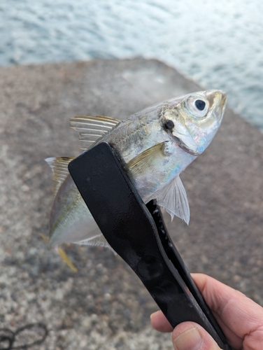 マアジの釣果