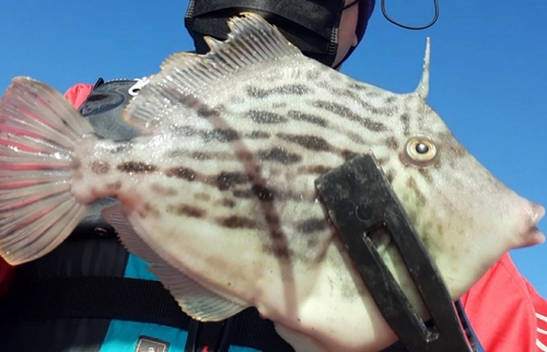 カワハギの釣果