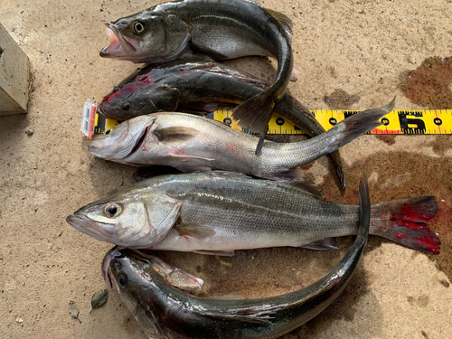 シーバスの釣果