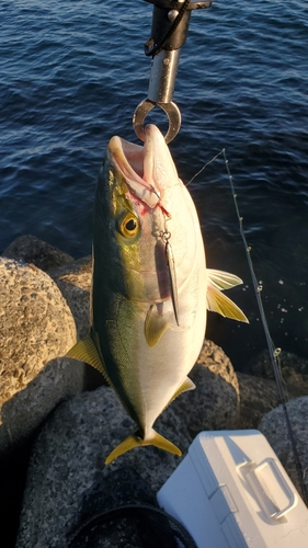 ハマチの釣果