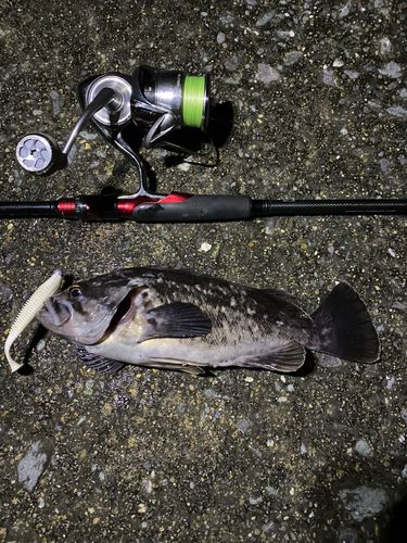 クロソイの釣果