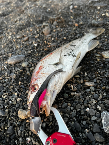 ニベの釣果