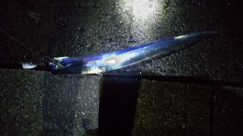 タチウオの釣果