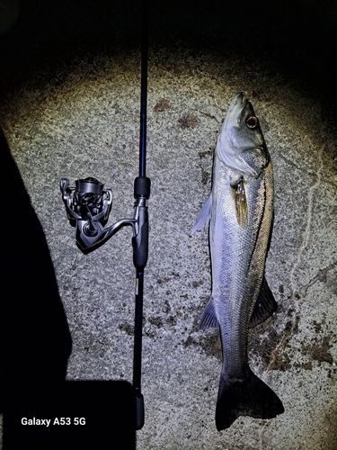 シーバスの釣果