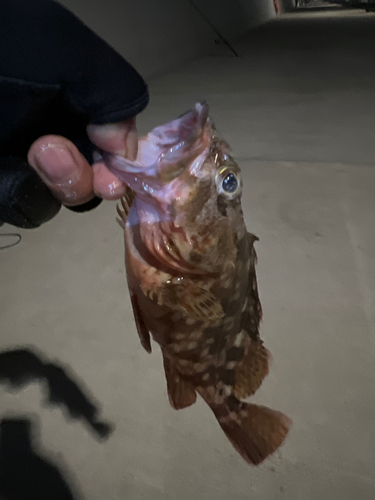 カサゴの釣果