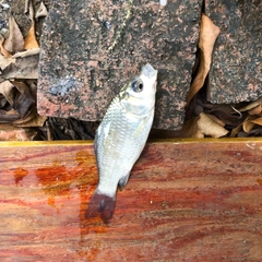 フナの釣果